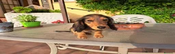 Teckel Miniatura perros en venta: Teckel miniatura de pelo largo  - Anuncio 11