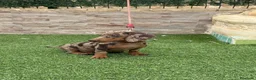 Teckel Miniatura perros en venta: Disponible hembra d teckel arlequín chocolate  - Anuncio 4