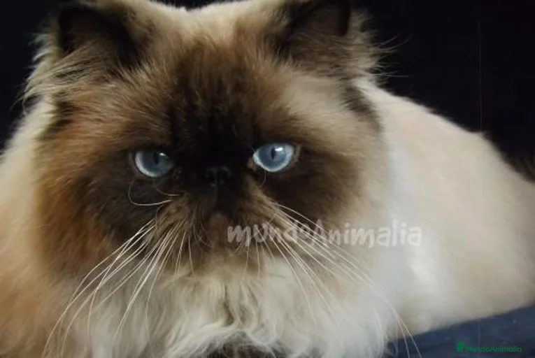 Imagen de galería {{count}}