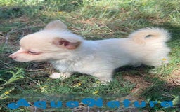 Chihuahua perros en venta: Camada Pomchi de Japi y Manchitas AQUANATURA - Imagen 13