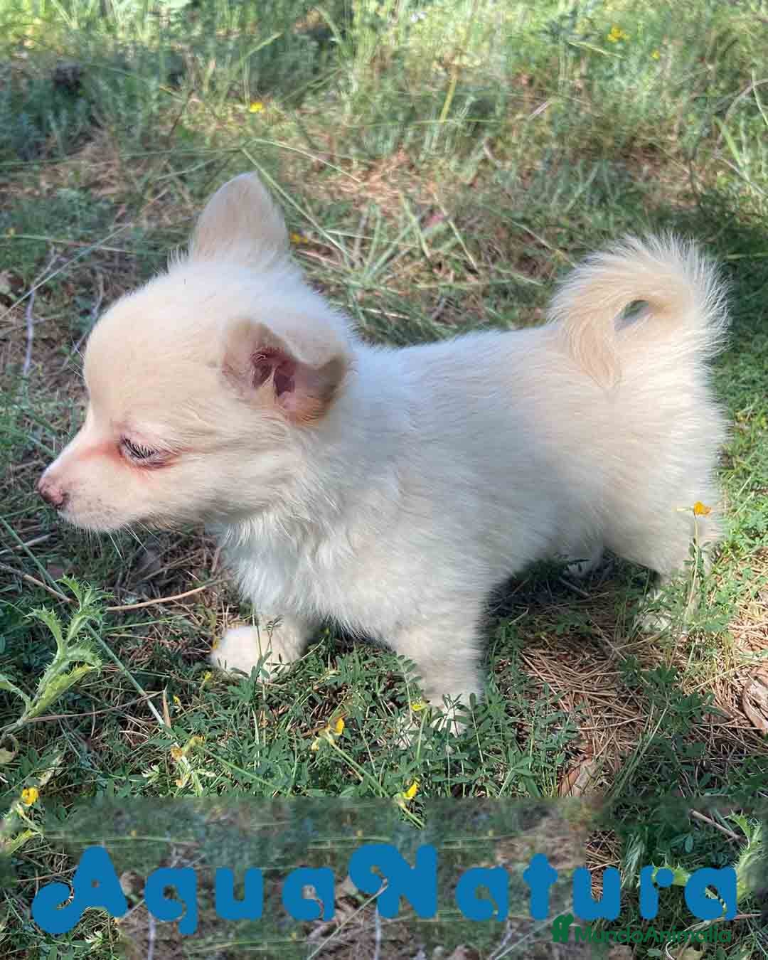 Chihuahua perros en venta: Camada Pomchi de Japi y Manchitas AQUANATURA - Imagen 13