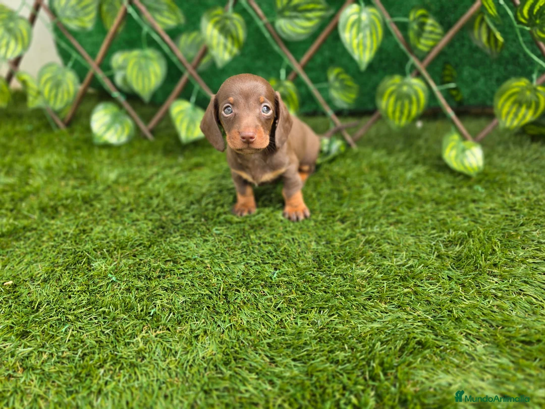 Teckel Miniatura perros en venta: TECKEL KANNINCHEN CHOCOLATE - Anuncio 2