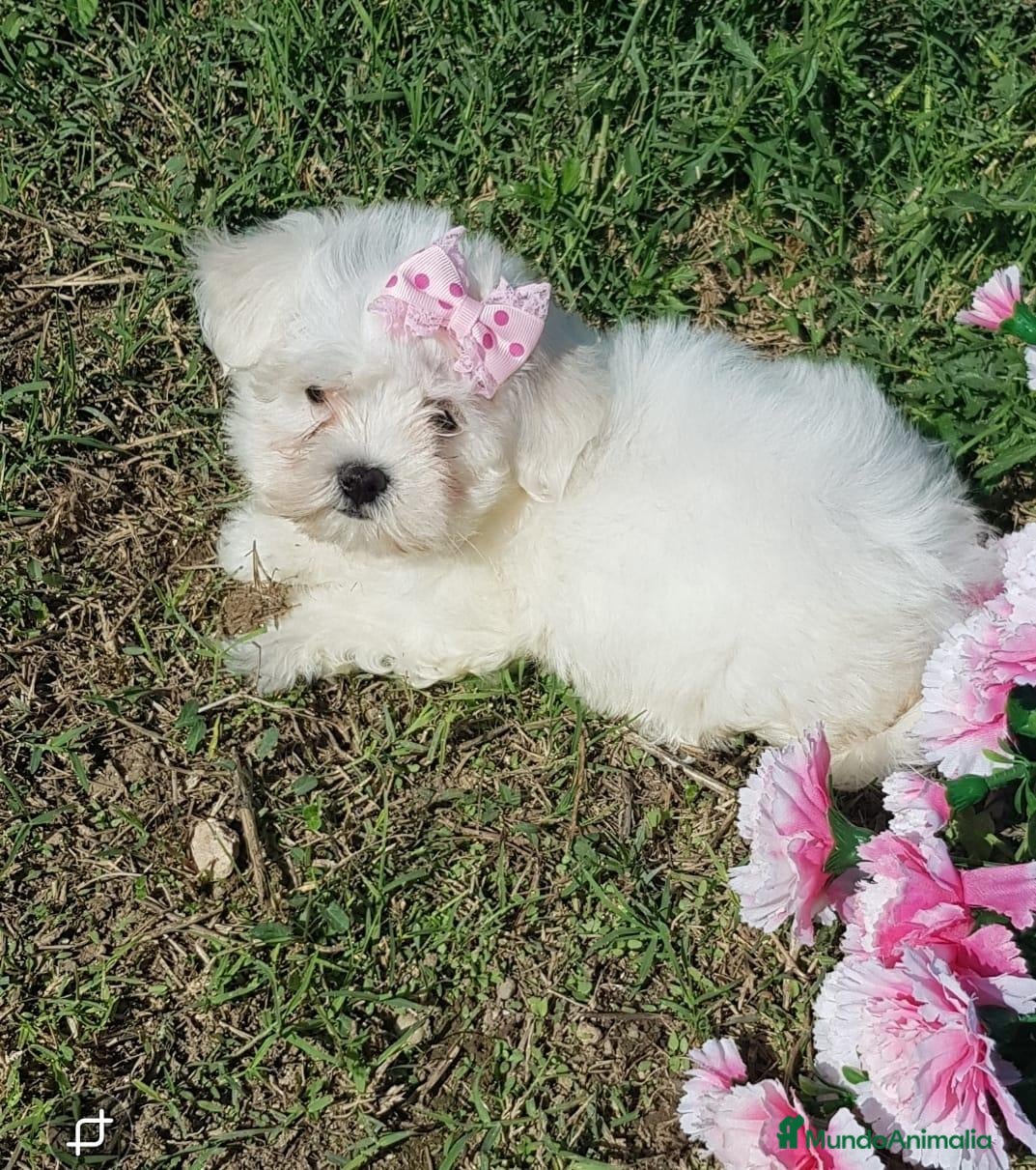 Bichón Maltés perros Cachorros de bichon maltes🌸 - Anuncio 1