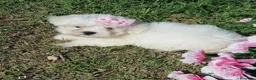 Bichón Maltés perros en venta: Cachorros de bichon maltes🌸 - Anuncio 1