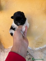 Pomerania perros Pomerania Toy - Anuncio 10