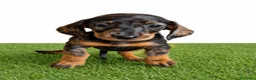 Teckel Miniatura perros en venta: Teckel minis y kanichen maxima calidad - Anuncio 1