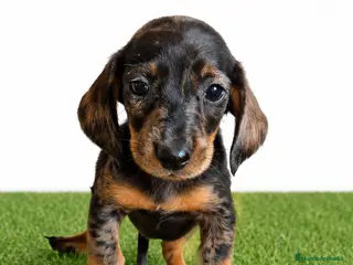 Teckel Miniatura perros Teckel minis y kanichen maxima calidad - Anuncio 1
