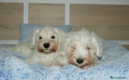 Pinscher Miniatura perros en venta: CACHORRITOS DE SCHNAUZER MINIATURA  - Imagen 10