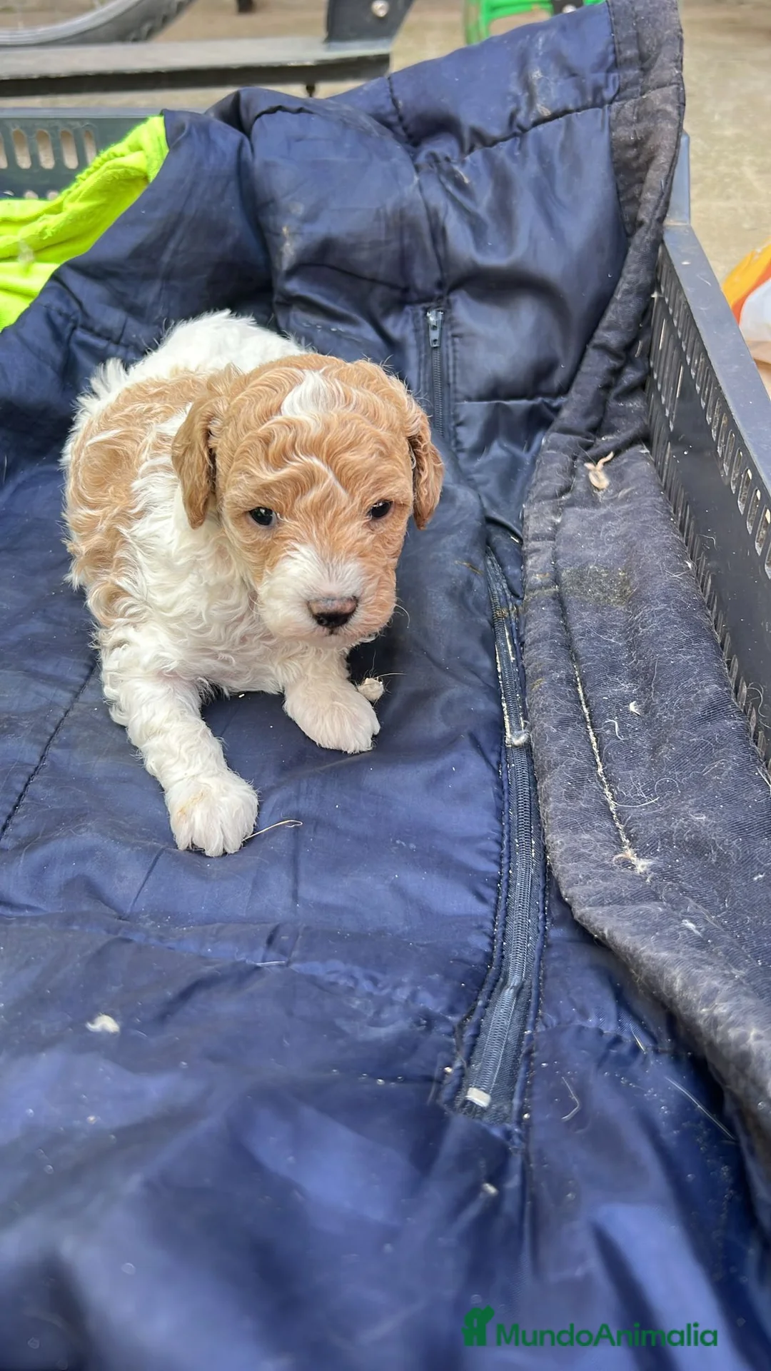 Caniche Toy perros en venta: CANICHE TOY - Anuncio 1