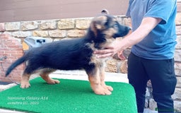 Pastor Alemán perros en venta: Pastores alemanes de CARMARGUT - Imagen 2