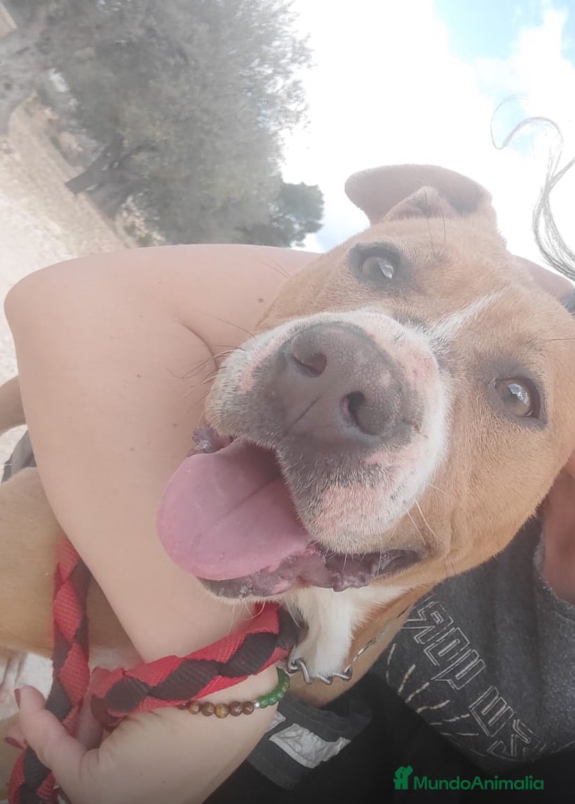 American Pit Bull Terrier perros NUKA ❤️ En Adopción  - Anuncio 1
