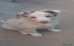 Border Collie perros en venta: Boder collie  - Imagen 2