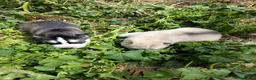 Husky Siberiano perros en venta: HUSKY - Anuncio 5