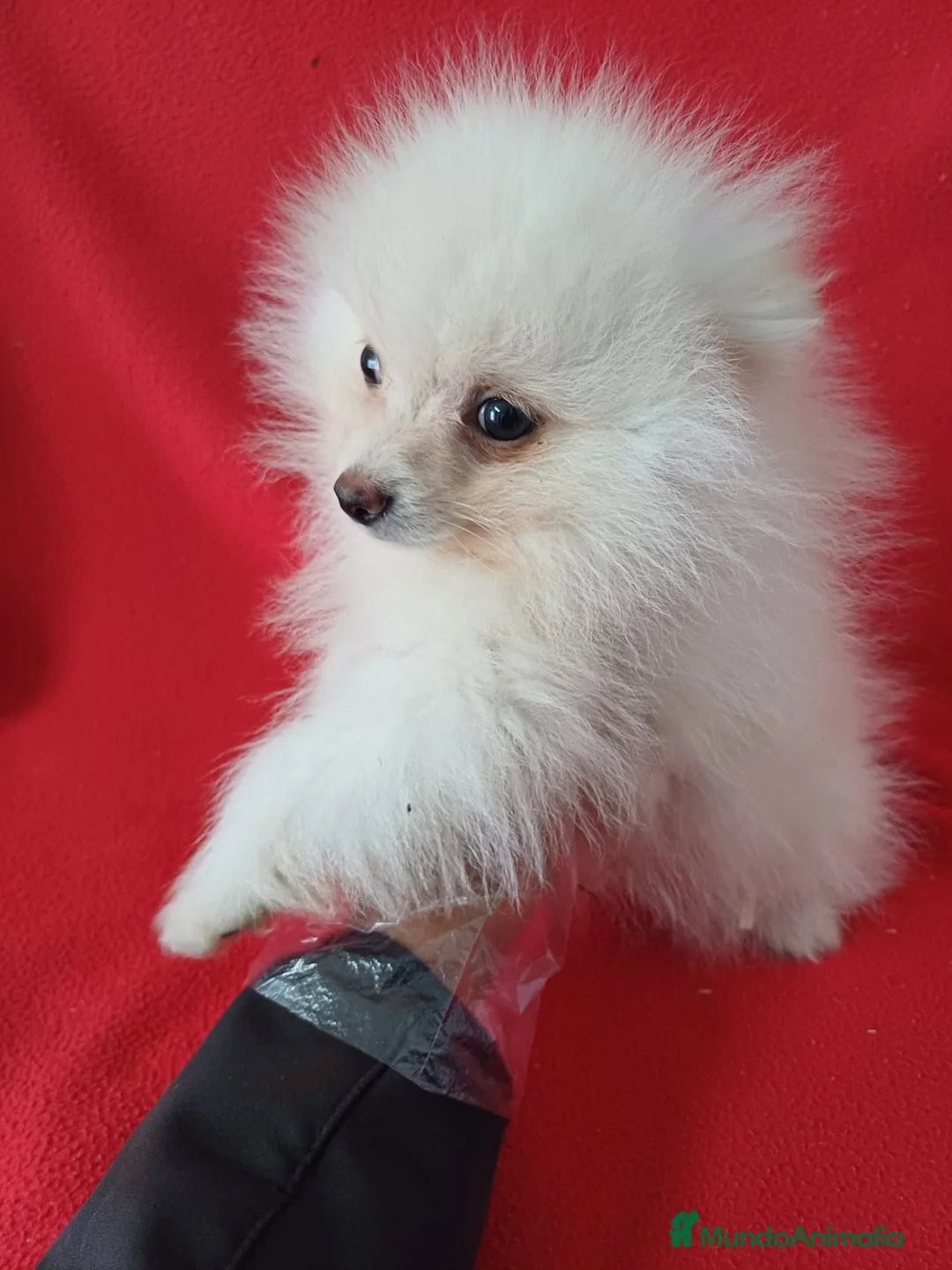 Pomerania perros en venta: Pomerania Standar  - Anuncio 2