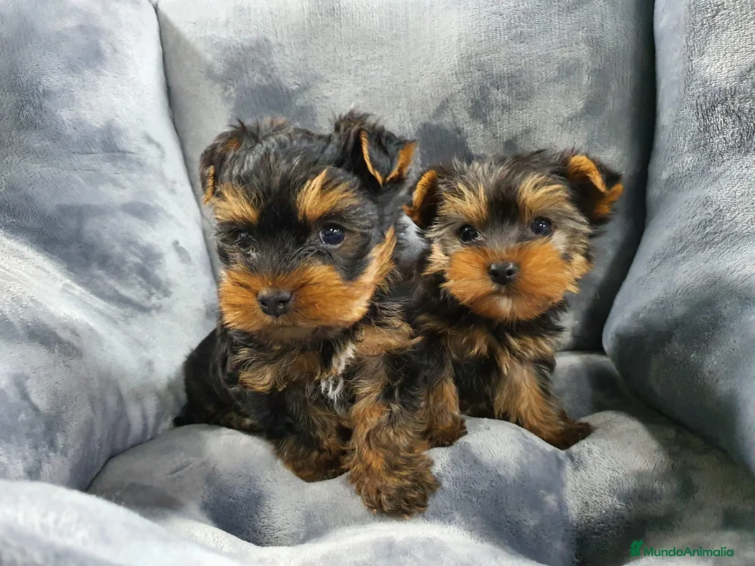 Yorkshire Terrier perros en venta: Yorkshire miniatura  - Anuncio 1