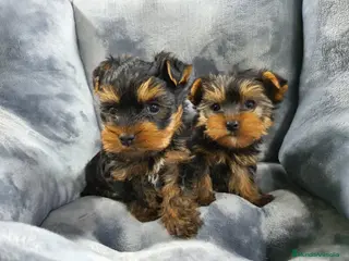 Yorkshire Terrier perros Yorkshire miniatura - Anuncio 1