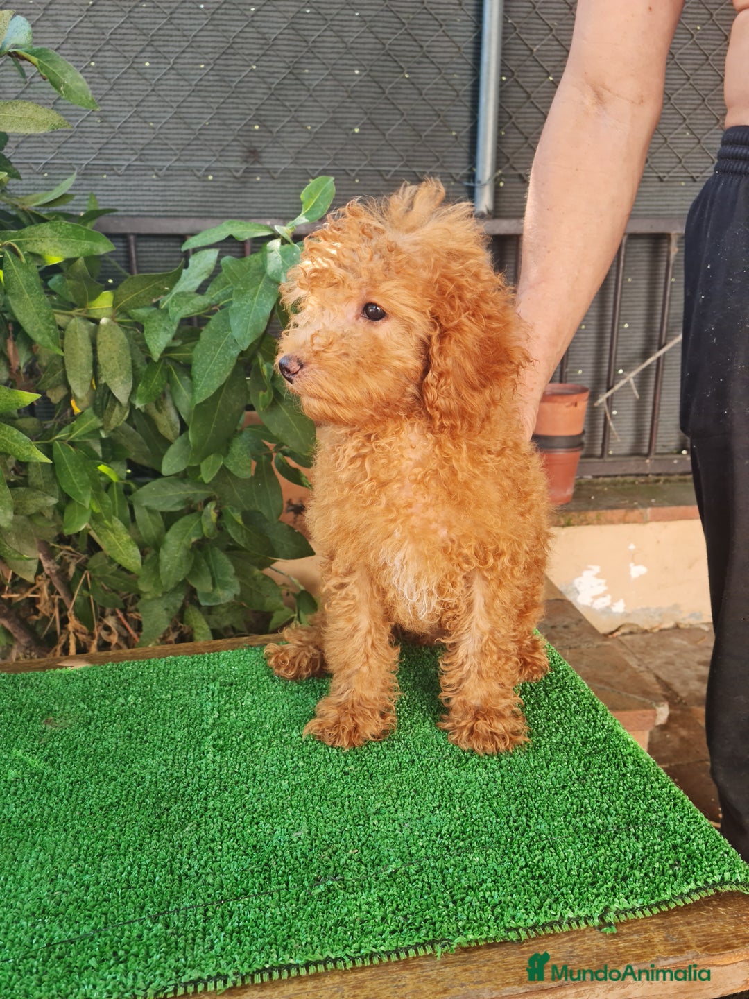 Caniche Enano perros en venta: Caniche  enano - Imagen 5