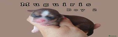 Bichón Habanero 2