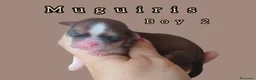 Bichón Habanero perros en venta: Muguiris Fantasy - Anuncio 11