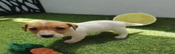 Jack Russell Terrier perros en venta: jack russell - Anuncio 2