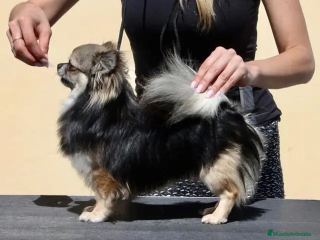 Chihuahua perros en venta: Machito de pelo largo - Anuncio 2