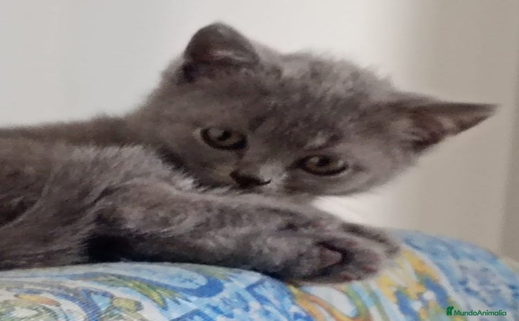 Británico de Pelo Corto Azul gatos - Anuncio 1
