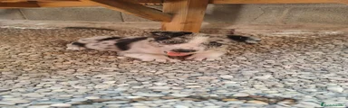 Macho Blue merle