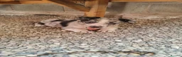 Border Collie perros en venta: Border Collie disponibles - entrega septiembre - Anuncio 3