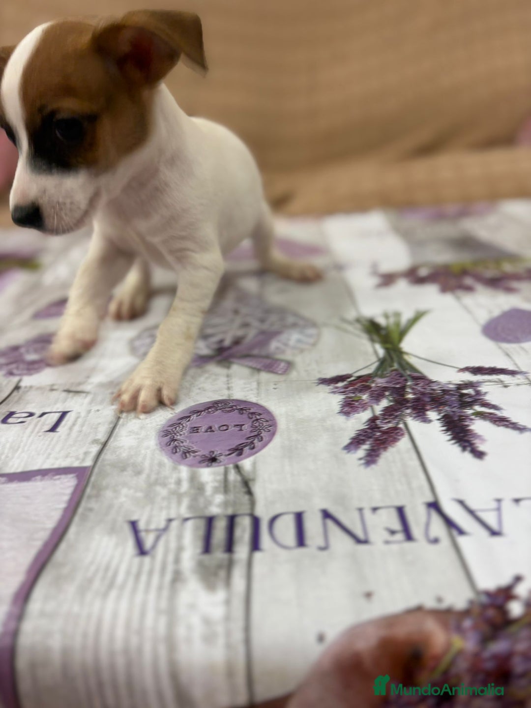 Jack Russell Terrier perros en venta: Jack Russell  - Imagen 19