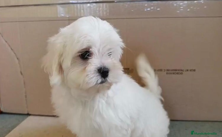 Bichón Maltés perros - Anuncio 10