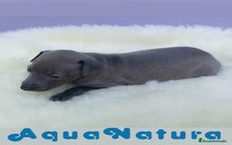 Pequeño Lebrel Italiano perros en venta: Lebrel Italiano Hembra 2 de BN y Omega AQUANATURA - Imagen 5