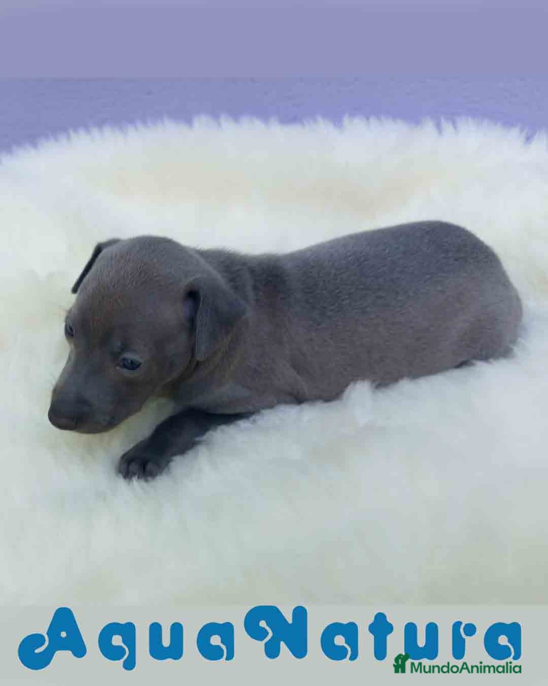Pequeño Lebrel Italiano perros en venta: Lebrel Italiano Hembra 2 de BN y Omega AQUANATURA - Imagen 5