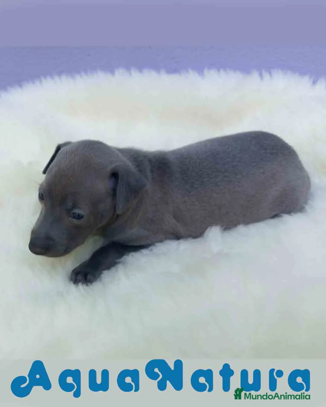 Pequeño Lebrel Italiano perros en venta: Lebrel Italiano Hembra 2 de BN y Omega AQUANATURA - Anuncio 5