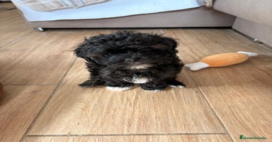 Raza Mixta perros - Anuncio 3