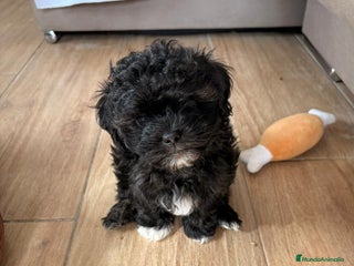 Raza Mixta perros - Anuncio 1