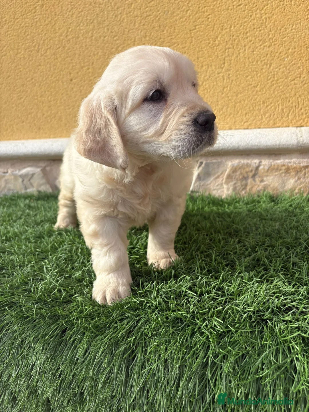 Golden Retriever perros en venta: Cachorros de Golden retriever macho y hembra - Anuncio 6