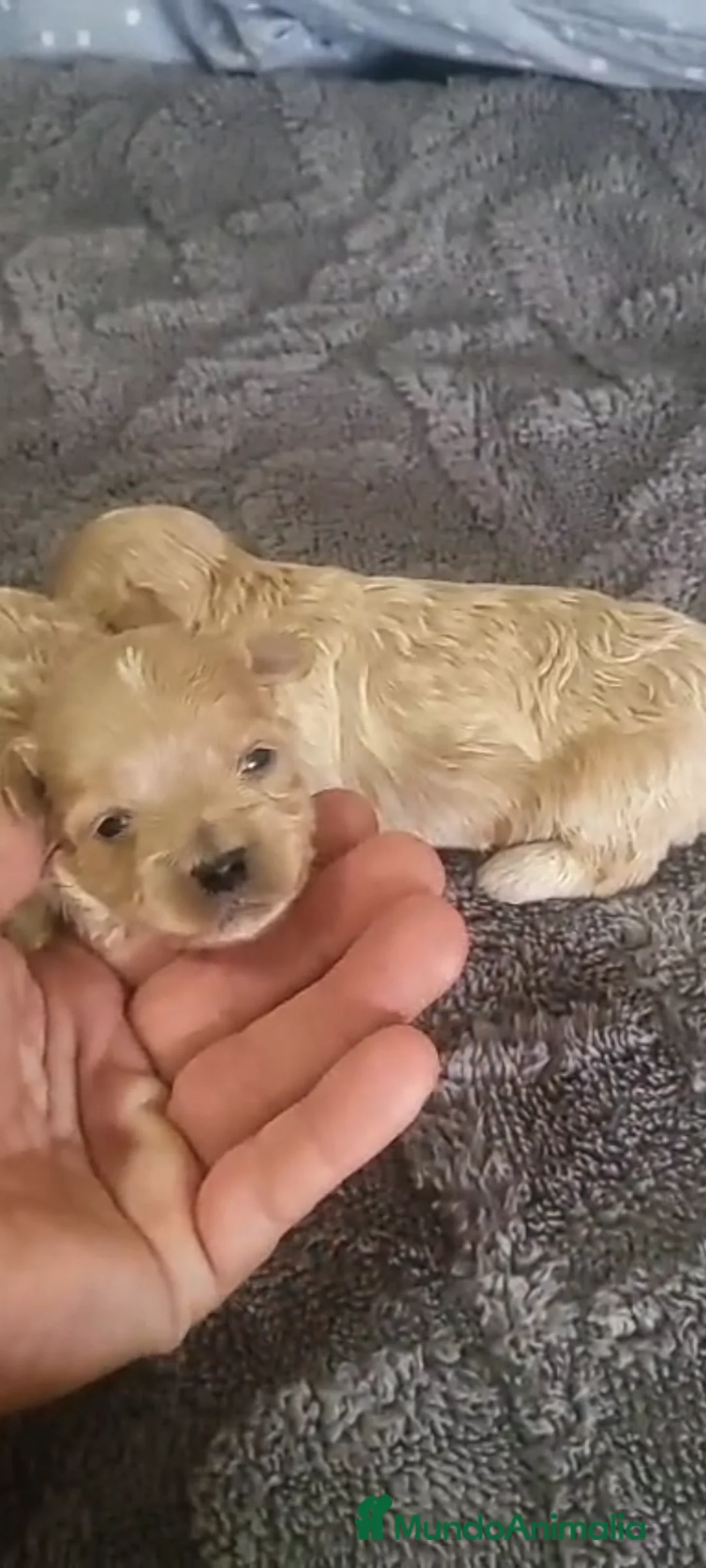 Maltipoo perros en venta: Maltipoo - Anuncio 2