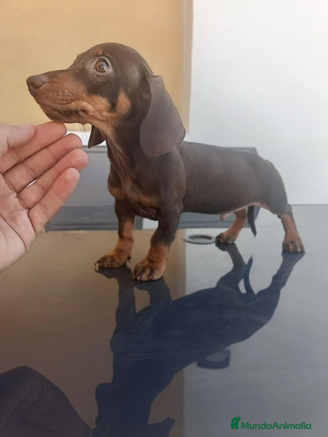 Teckel Miniatura perros en venta: Último Machito de la Camada Teckel Chocolate Mini - Anuncio 3