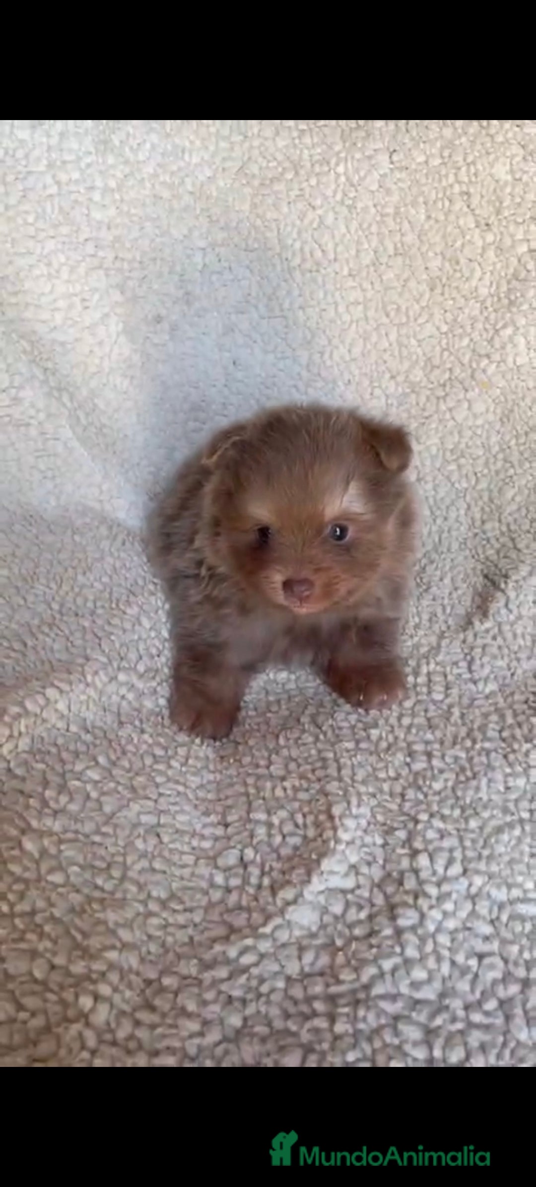 Pomerania perros en venta: Pomerania toys hembra  - Imagen 4
