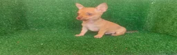 Chihuahua perros en venta: Chihuahua  - Anuncio 16