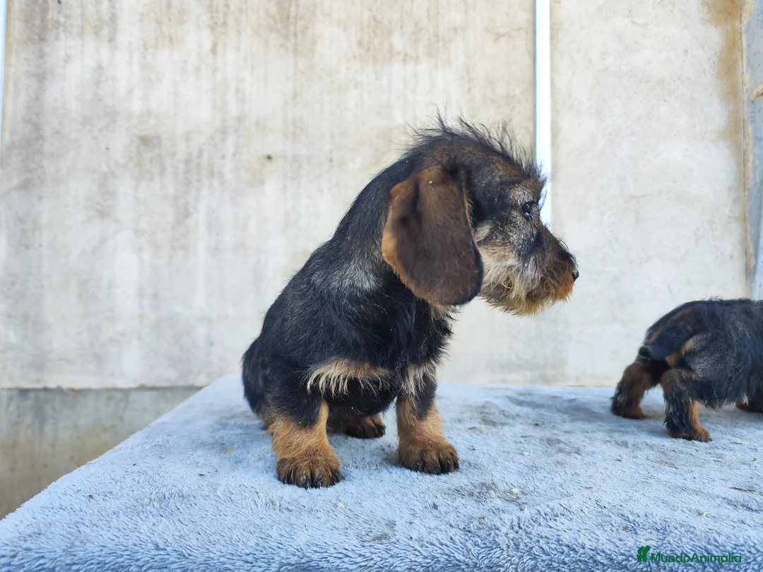 Teckel perros en venta: Teckel standar de pelo duro - Anuncio 2