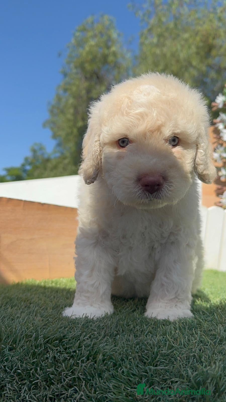 Perro de Agua Español perros en venta: PERRO DE AGUA ESPAÑOL - Anuncio 3