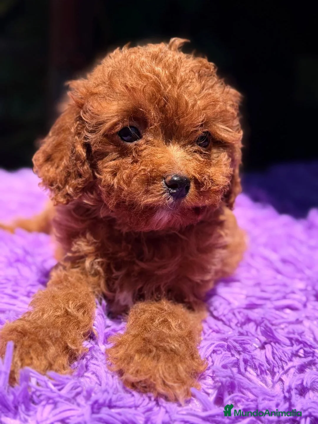 Cavapoo perros en venta: CAVAPOO ROJO - Anuncio 2