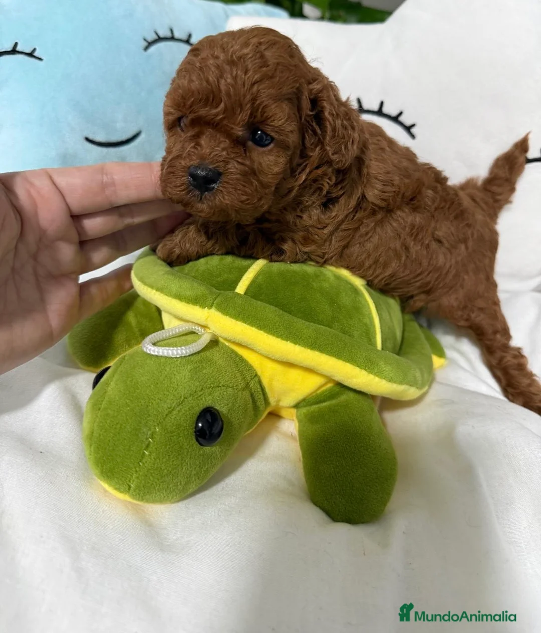 Caniche Toy perros en venta: Caniche toy nueva camada !!! - Anuncio 1
