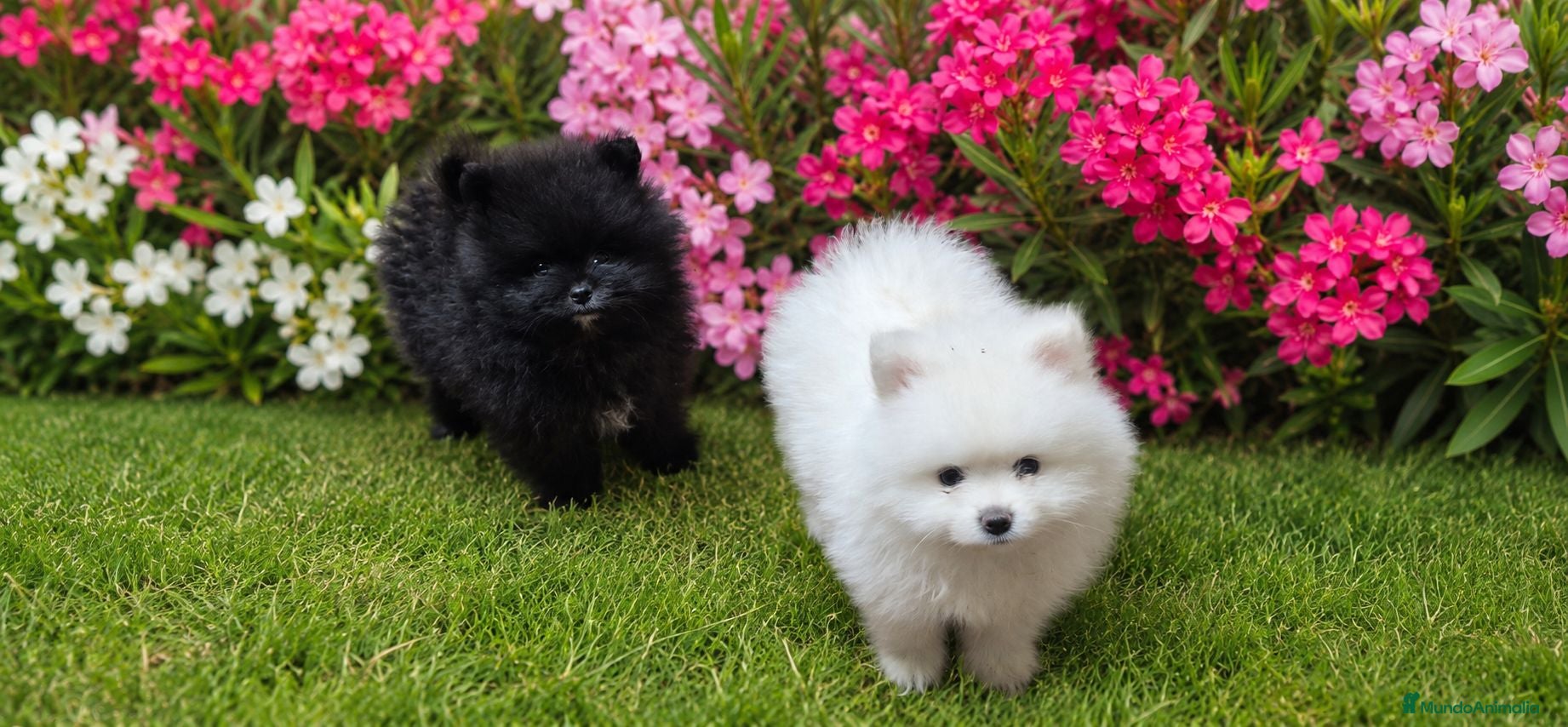 Pomerania perros Pomeranias con pedigree - Anuncio 2