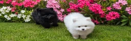 Pomerania perros en venta: Pomeranias con pedigree - Anuncio 2