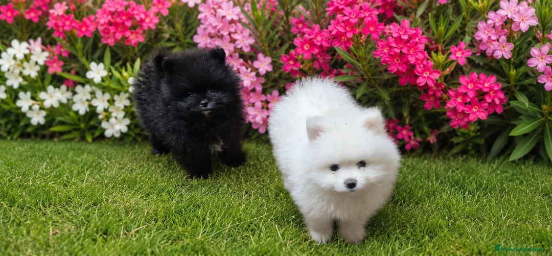 Pomerania perros en venta: Pomeranias con pedigree - Anuncio 2