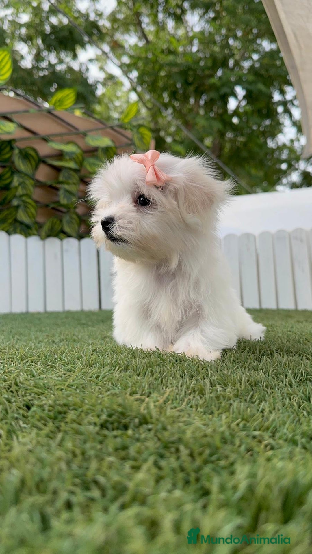 Bichón Maltés perros en venta: BICHON MALTES HEMBRA ENVIO A TODA ESPAÑA - Imagen 18