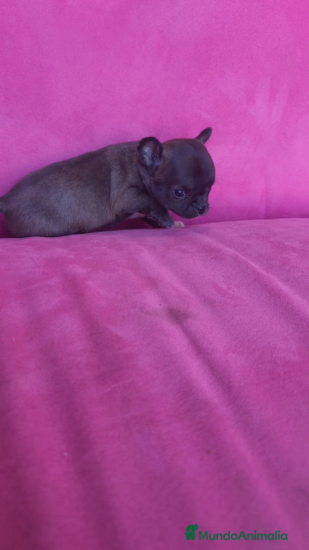 Chihuahua perros en venta: Chihuahua Toy macho y hembra  - Anuncio 14
