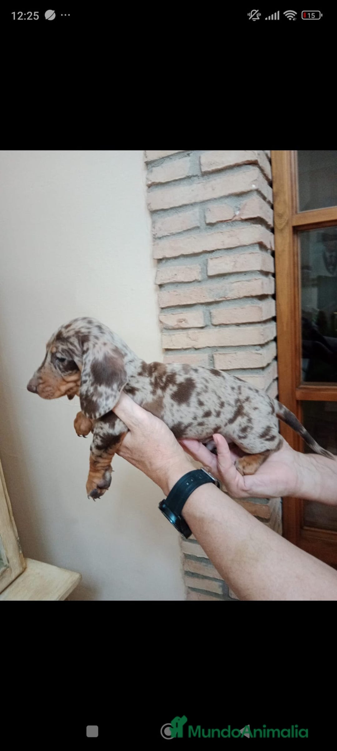 Teckel Miniatura perros en venta: Teckel mini - Anuncio 5